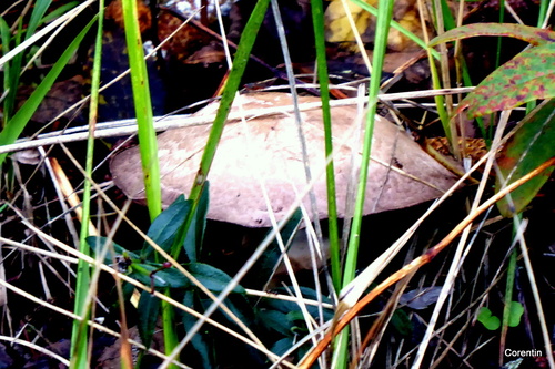 Des beaux champignons !