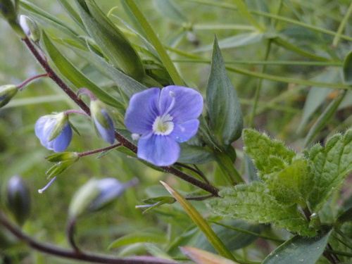 Fleurs bleues