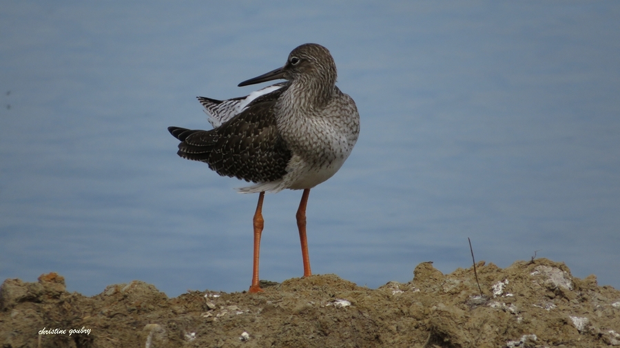 Chevalier Gambette (Teich)