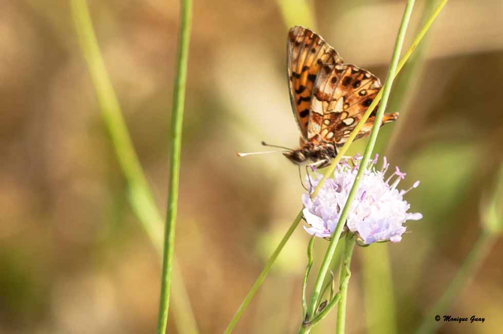 Papillon Petite Violette