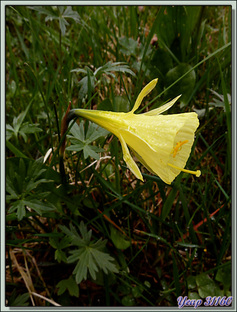 Narcisse trompette ou Trompette de méduse (Narcissus bulbocodium) - Franquevielle - 31