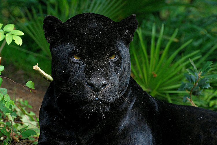 puma noir guyane puma noir guyane