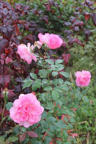 rose Roseraie du Châtelet et physocarpus Lady in Red