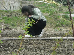 C'est le printemps.Retour aux jardins Volpette