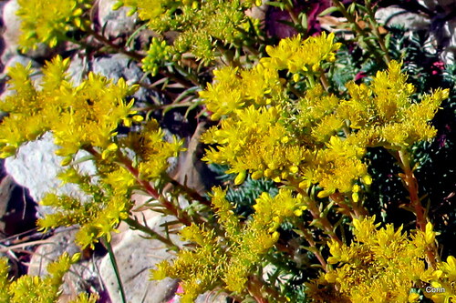 Sédum aux fleurs jaunes