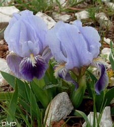 Iris lutescens - iris jaunâtre