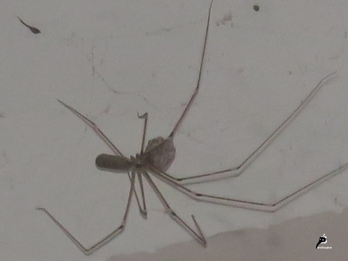 Pholcus phalangioides et ses oeufs 