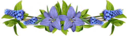 Fleures cultivées : Hakéa