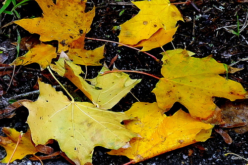 Encore des feuilles de l'automne !