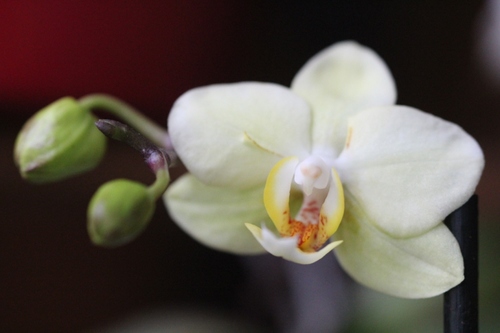 Nouveauté ce matin au royaume des orchidées