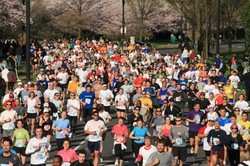 season marathon spring blossoms runners
