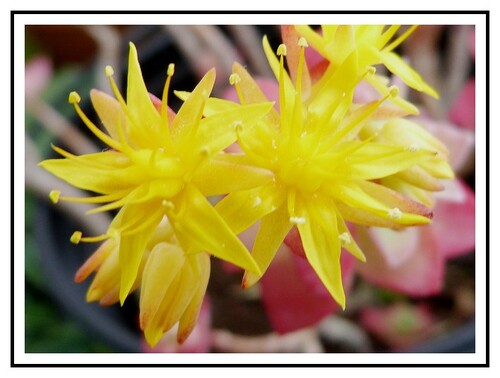 De la couleur sur le  jardin suspendu 