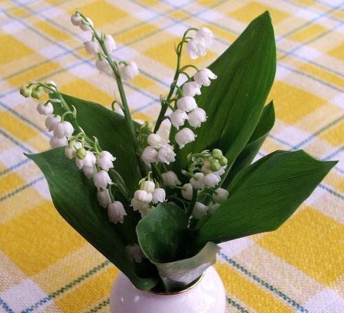 Fleurs cultivées : Muguet