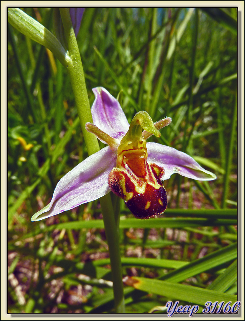  Orchidée Ophrys abeille (Ophrys apifera) - Alan - 31  (Flore)