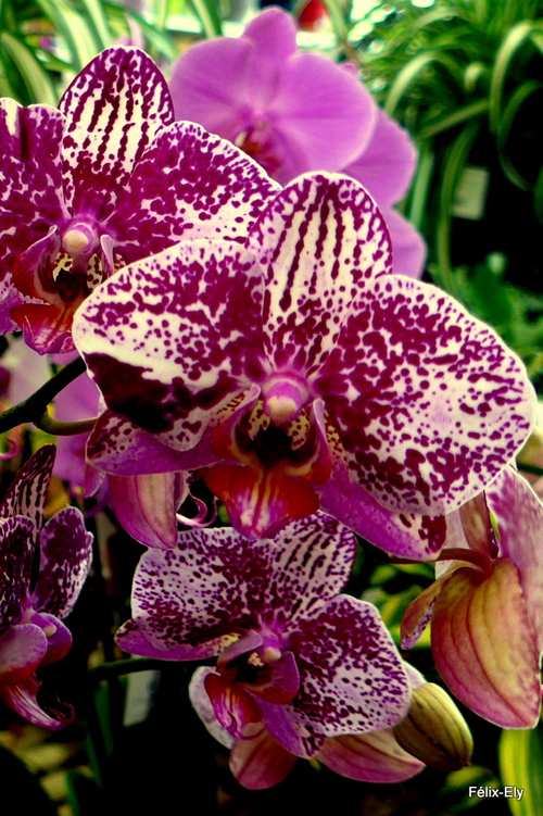 Les belles orchidées (1)