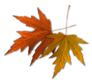Tubes feuilles