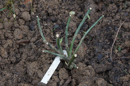 Plantation de rosiers à racines nues