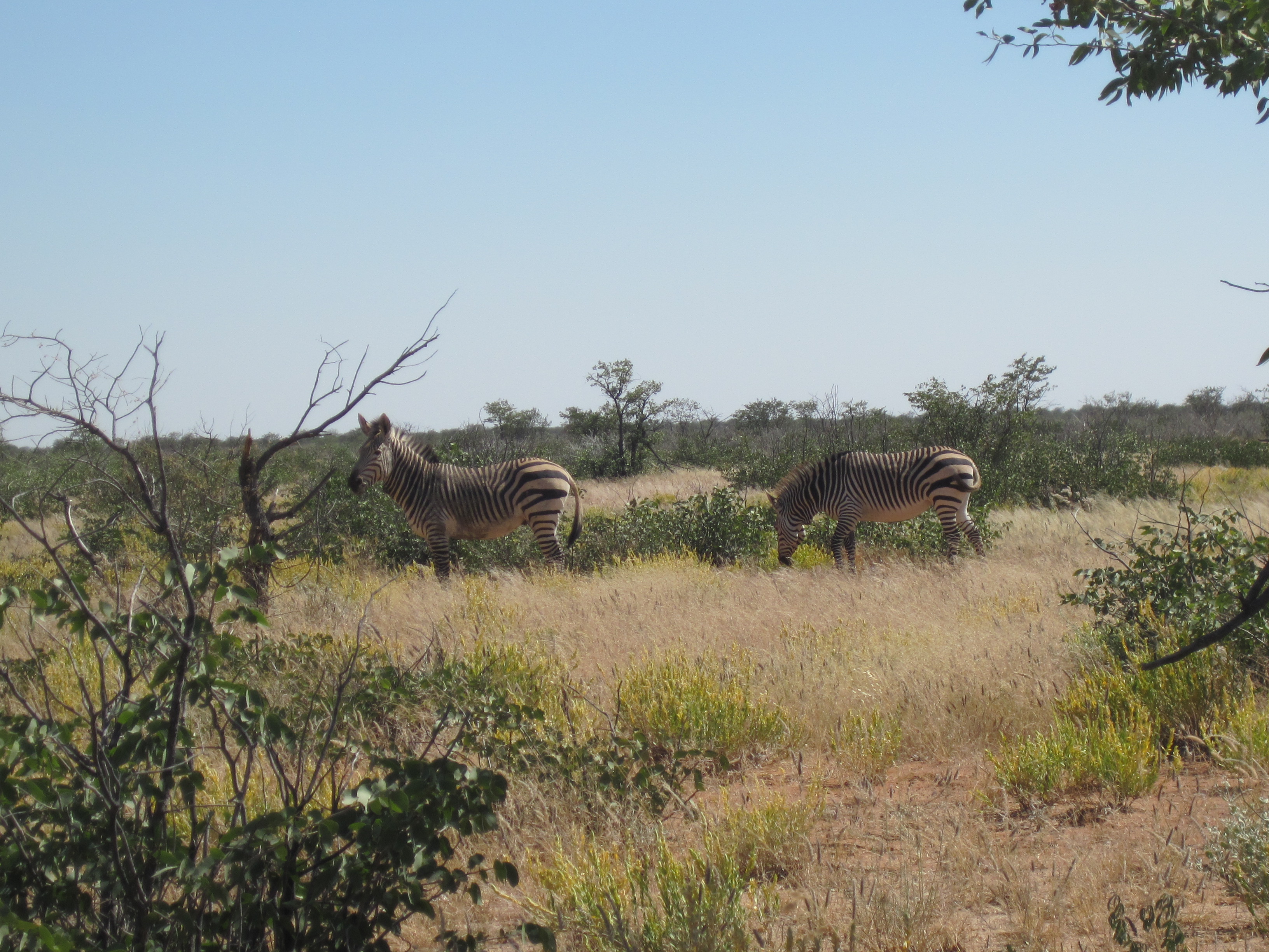 Parc d'Etosha