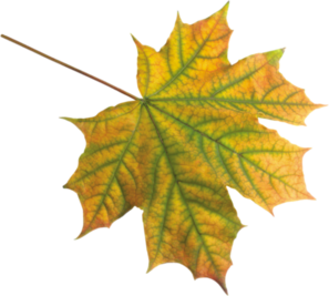 Tubes feuilles d'automne 