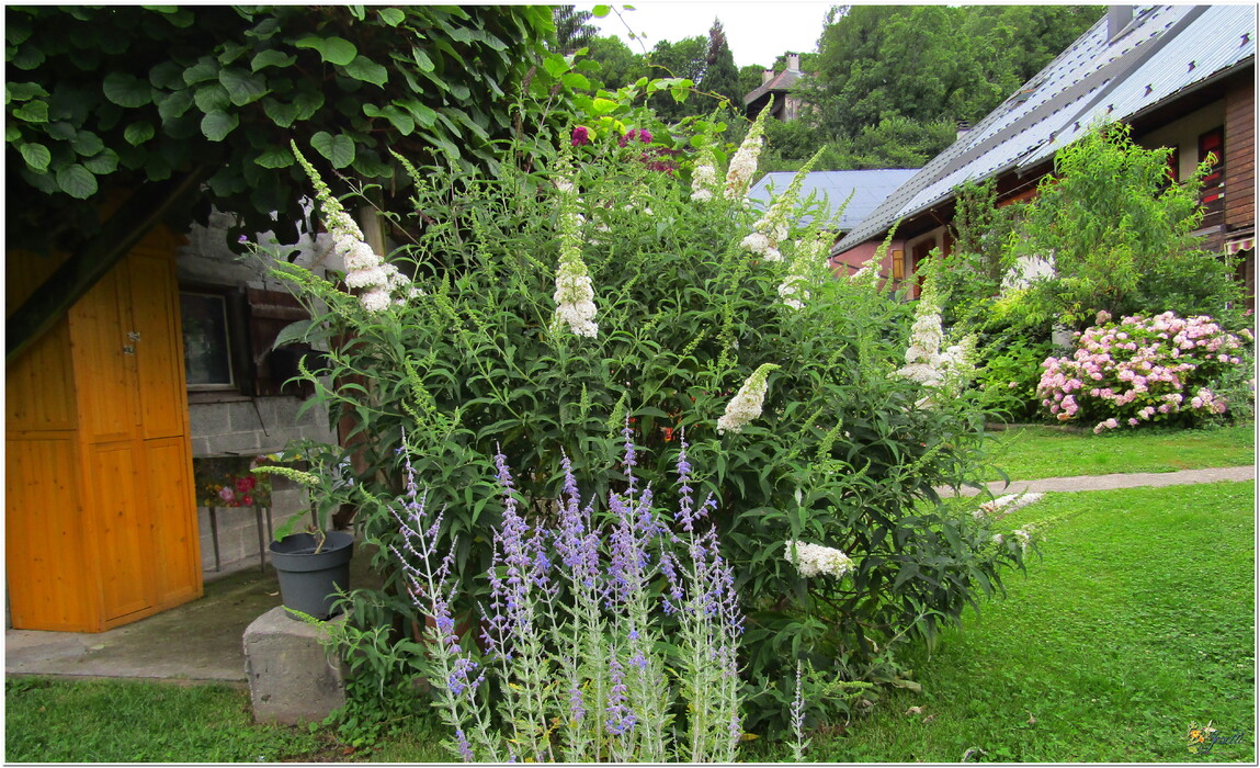 MON JARDIN - DES FLEURS 