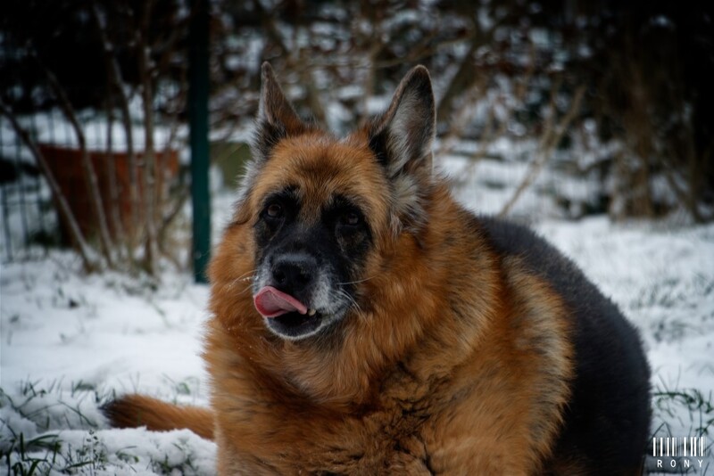 Quelques photos de Tara dans la neige