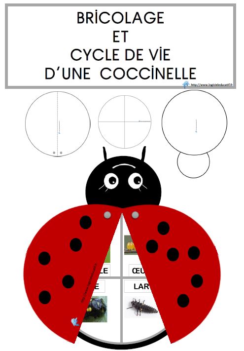 La coccinelle MaitresseCat63