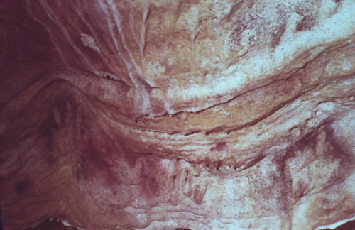 Grottes de Gargas - Située dans les pyrénées centrale