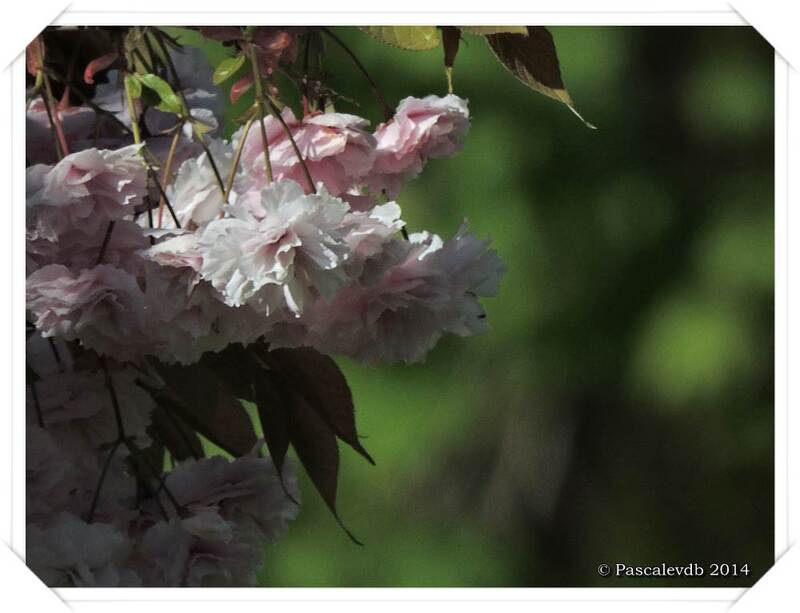 Quelques fleurs ...