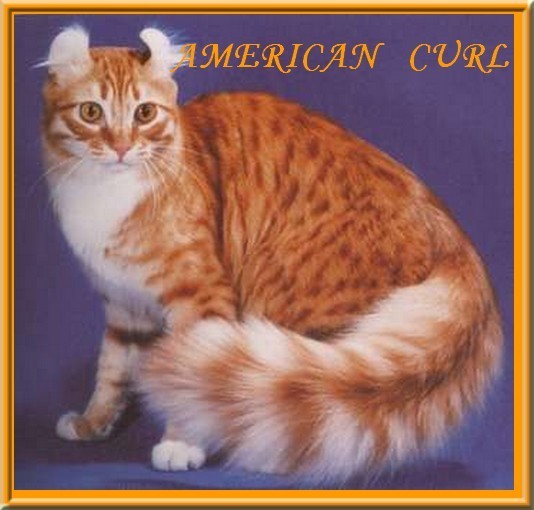 American+Curl