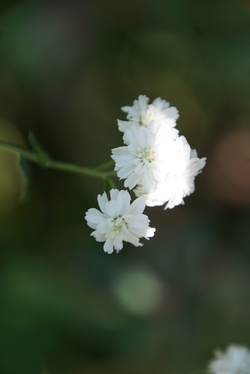 Les blancs d'août