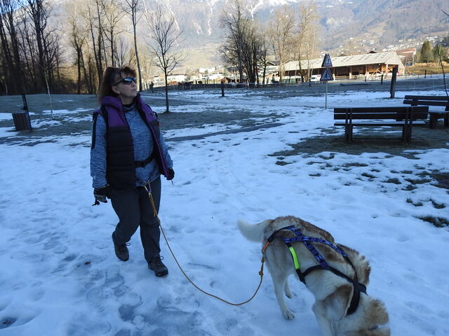 3 loups en Savoie sur Ugine