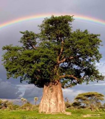 un-arc-en-ciel-en-arriere-plan-d-un-baobab_12455_w460