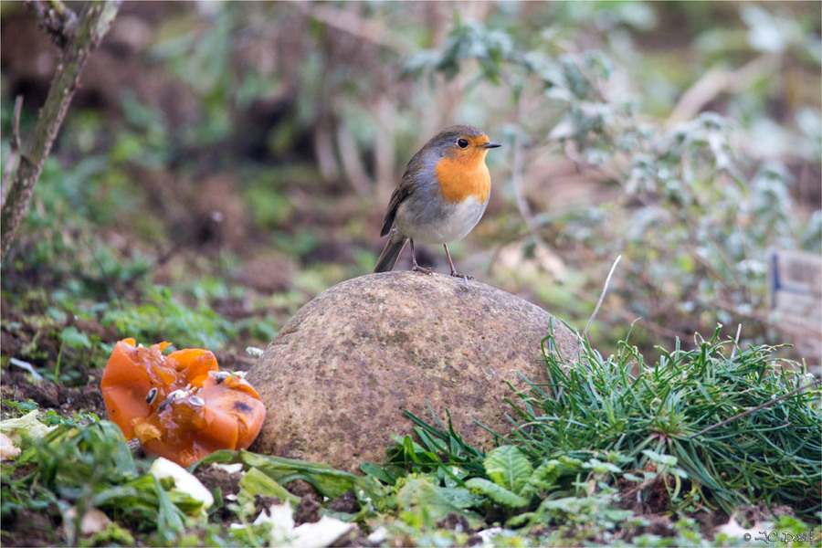 Rouge Gorge , l'approche