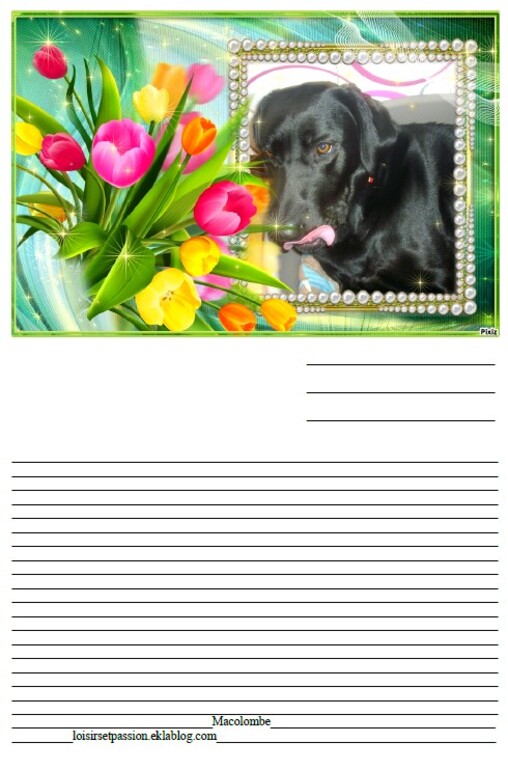 Un Labrador parmis les  tulipes pour un papier à lettre