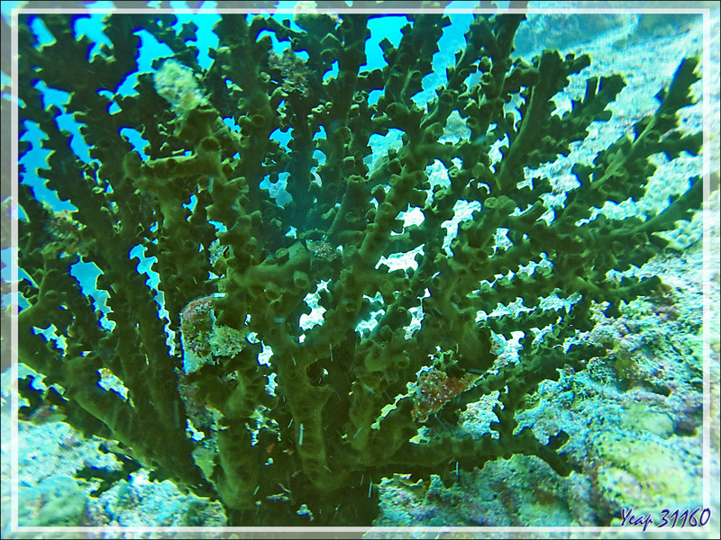 Corail-soleil noir, Tubastrée verte ou arborescente, Branching black sun coral, Green tube coral (Tubastraea micranthus) - Moofushi Kandu - Moofushi - Atoll d'Ari - Maldives