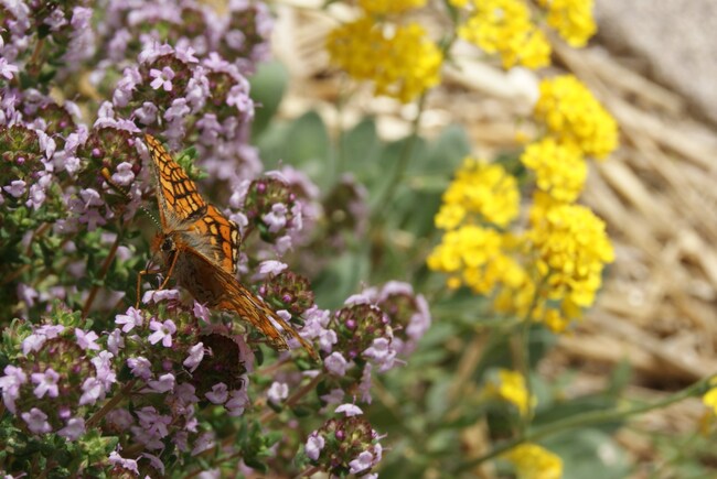 papillon Le Damier de la Succise ou l'Artémis - Euphydryas aurinia 