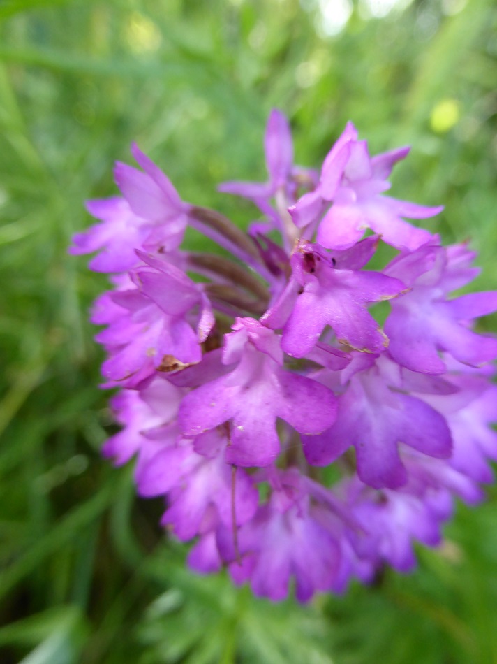   FLORE  du Plateau de  sault    - Aude