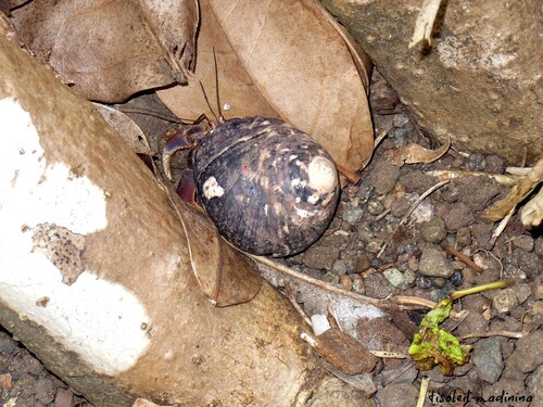 Les Bernards l'Hermites du Tombolo à Ste Marie, Martinique