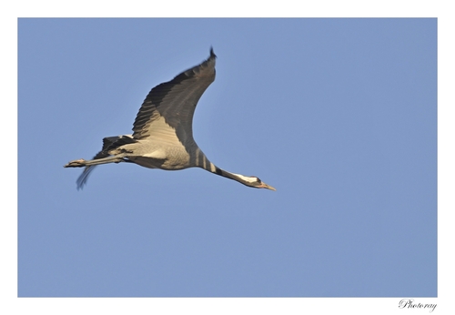 Grues cendrées