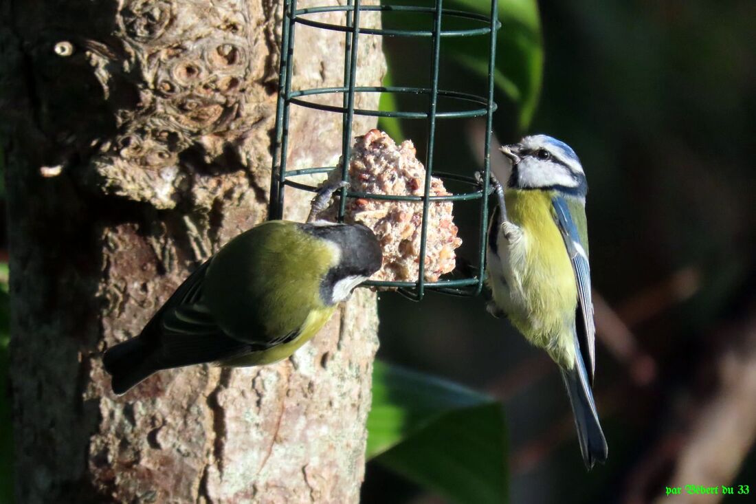 les oiseaux de mon jardin