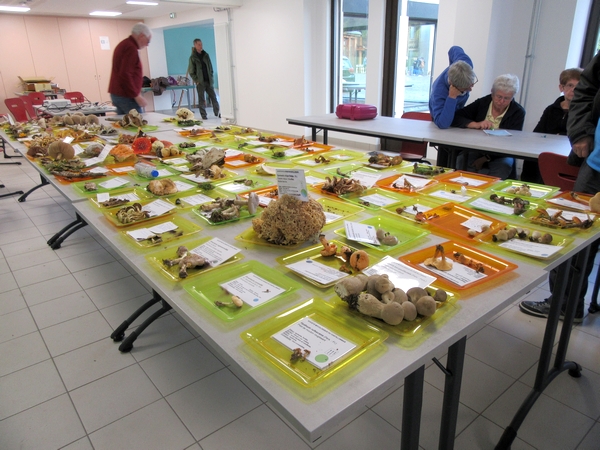 Les membres de la Société Mycologique du Châtillonnais ont effectué un  séjour dans les Vosges à la recherche d'espèces différentes de champignons....