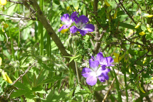 LES FLEURS DU SAMEDI