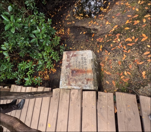 Jozani forêt, Zanzibar. La mangrove. Octobre 2023.