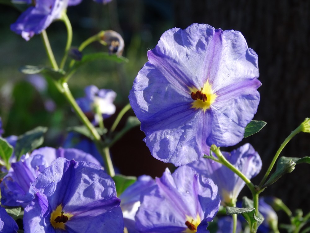 Mon nouveau solanum bleu...