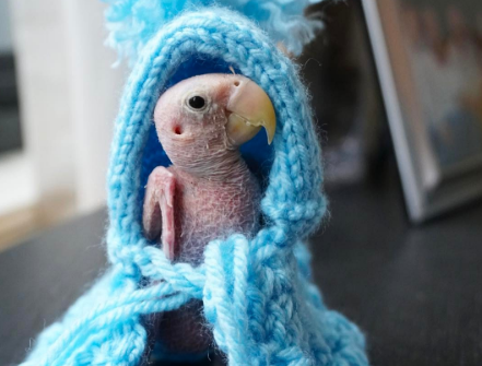 Rhea, un perroquet ayant perdu toutes ses plumes à cause d'une maladie, suscite la générosité des internautes des quatre coins du monde, qui lui envoient des petits vêtements tricotés.