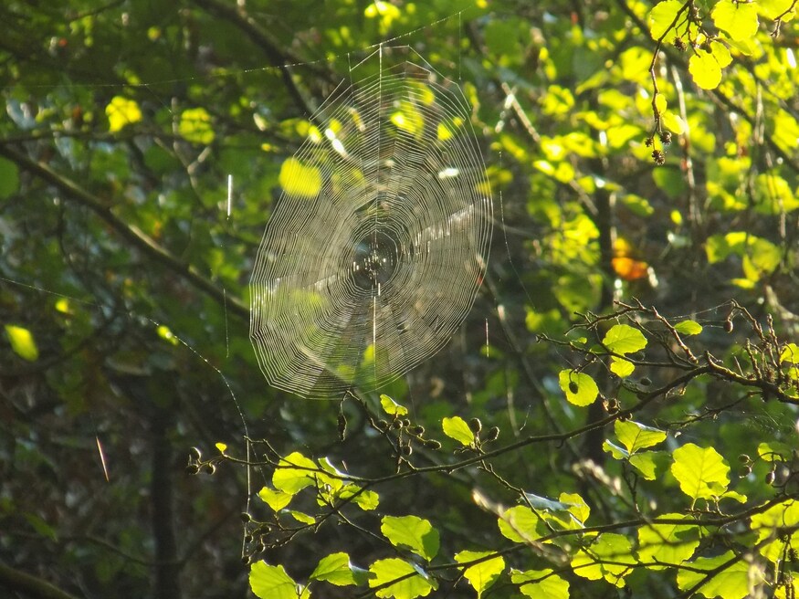 Le CD de l'araignée