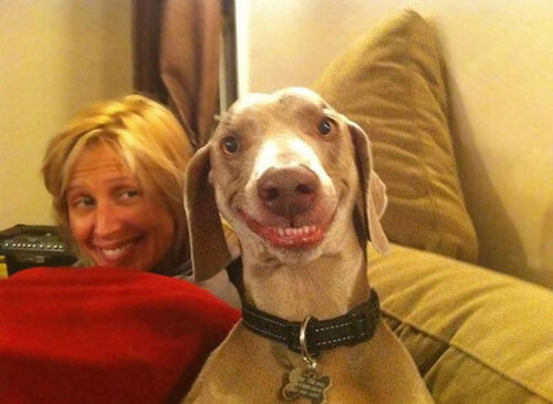 24 chiens aux plus beaux sourires qui vous feront sourire à votre tour !