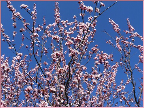 Cerisier à fleurs