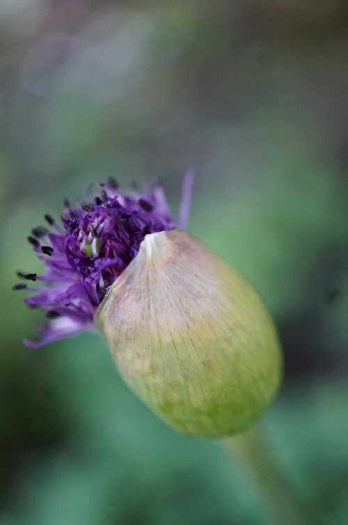 Réveil d'un allium