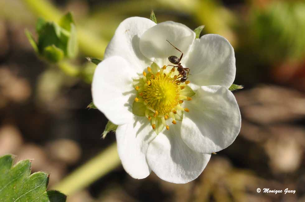 Sympathie entre une fleur et une fourmi.